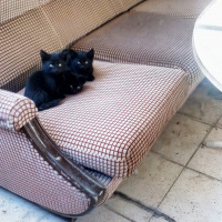 Bombay, Kedi  Kara fotoğrafı