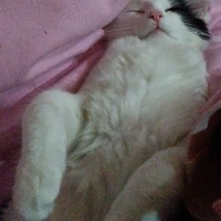 Tekir Kedi, Kedi  Kartopu fotoğrafı
