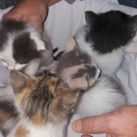 Soke, Kedi  Kardeşler fotoğrafı