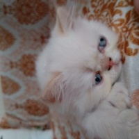 Exotic Shorthair, Kedi  Rubby fotoğrafı