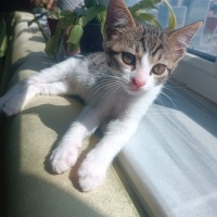 Tekir Kedi, Kedi  Pıtırcık fotoğrafı
