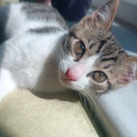 Tekir Kedi, Kedi  Pıtırcık fotoğrafı
