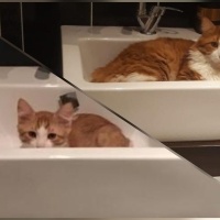 Sarman, Kedi  Başak fotoğrafı