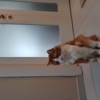 Sarman, Kedi  Başak fotoğrafı