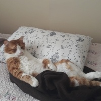 Sarman, Kedi  Başak fotoğrafı