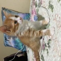 Sarman, Kedi  Başak fotoğrafı