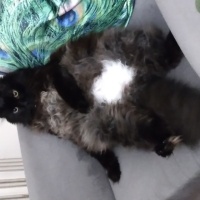 Norwegian Forest, Kedi  Müezza fotoğrafı