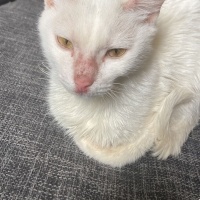 Tekir Kedi, Kedi  luffy ilan ücretsizdir fotoğrafı