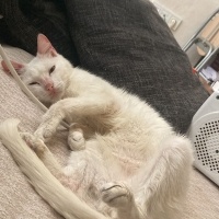 Tekir Kedi, Kedi  luffy ilan ücretsizdir fotoğrafı