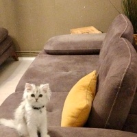 British Longhair, Kedi  Madi fotoğrafı