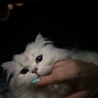 British Longhair, Kedi  Madi fotoğrafı