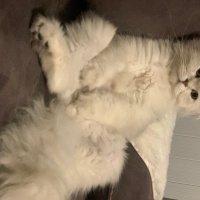 British Longhair, Kedi  Madi fotoğrafı