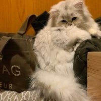 British Longhair, Kedi  Madi fotoğrafı