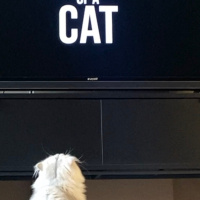 British Longhair, Kedi  Madi fotoğrafı