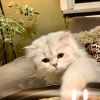 British Longhair, Kedi  Madi fotoğrafı