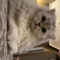 British Longhair, Kedi  Madi fotoğrafı
