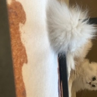 British Longhair, Kedi  Madi fotoğrafı