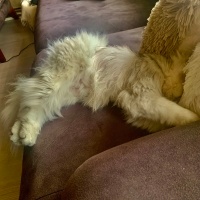 British Longhair, Kedi  Madi fotoğrafı