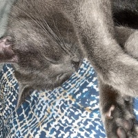 Tekir Kedi, Kedi  Pars fotoğrafı