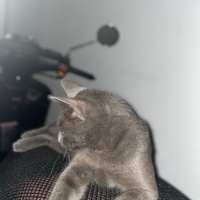 Tekir Kedi, Kedi  Pars fotoğrafı
