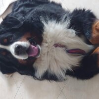 Bernese Dağ Köpeği, Köpek  AC Bennett Jeep aka Boomer fotoğrafı