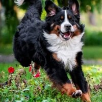 Bernese Dağ Köpeği, Köpek  AC Bennett Jeep aka Boomer fotoğrafı