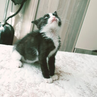 Tekir Kedi, Kedi  Pamira fotoğrafı