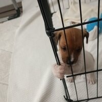 Jack Russell Terrier, Köpek  Erkek Asya fotoğrafı