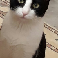 Tuxedo (Smokin) Kedi, Kedi  Maske fotoğrafı