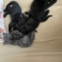 Tekir Kedi, Kedi  6 adt 2 aylık yavrularımıza yeni sahipler arıyoruz fotoğrafı