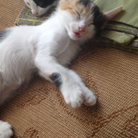 Tekir Kedi, Kedi  Minik fotoğrafı