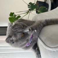 Scottish Fold, Kedi  Pakize Su fotoğrafı