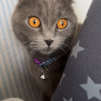 Scottish Fold, Kedi  Pakize Su fotoğrafı
