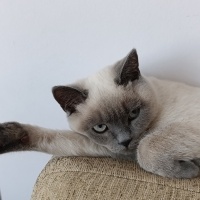 British Shorthair, Kedi  Choclate fotoğrafı