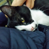 Tuxedo (Smokin) Kedi, Kedi  adı yok fotoğrafı