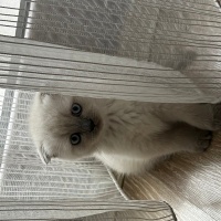 Scottish Fold, Kedi  Sütlaç fotoğrafı