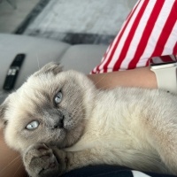 Scottish Fold, Kedi  Sütlaç fotoğrafı