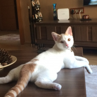 Van Kedisi, Kedi  Çakıl fotoğrafı