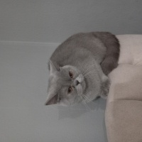 British Shorthair, Kedi  Balım fotoğrafı