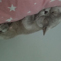 British Shorthair, Kedi  Balım fotoğrafı