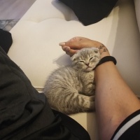Scottish Fold, Kedi  Luna fotoğrafı