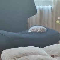 Scottish Fold, Kedi  Luna fotoğrafı