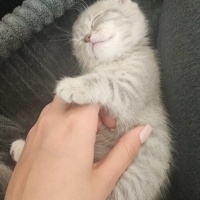 Scottish Fold, Kedi  Luna fotoğrafı