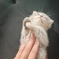 Scottish Fold, Kedi  Luna fotoğrafı