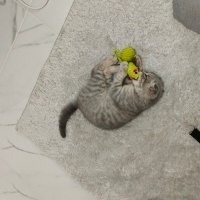 Scottish Fold, Kedi  Luna fotoğrafı