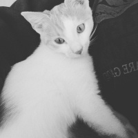 Abyssinian, Kedi  Lisa fotoğrafı