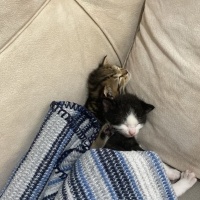 Tekir Kedi, Kedi  gece ve toprak fotoğrafı