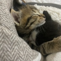 Tekir Kedi, Kedi  gece ve toprak fotoğrafı
