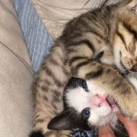 Tekir Kedi, Kedi  gece ve toprak fotoğrafı