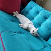 Ankara Kedisi, Kedi  Casper fotoğrafı